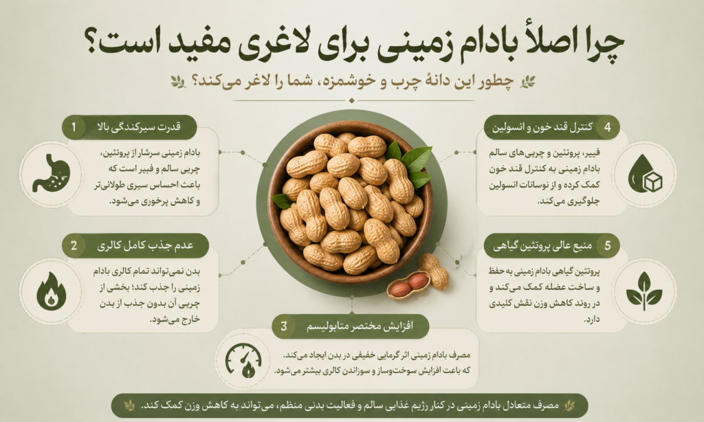 اینفوگرافی مزایا و خصوصیات بادام زمینی